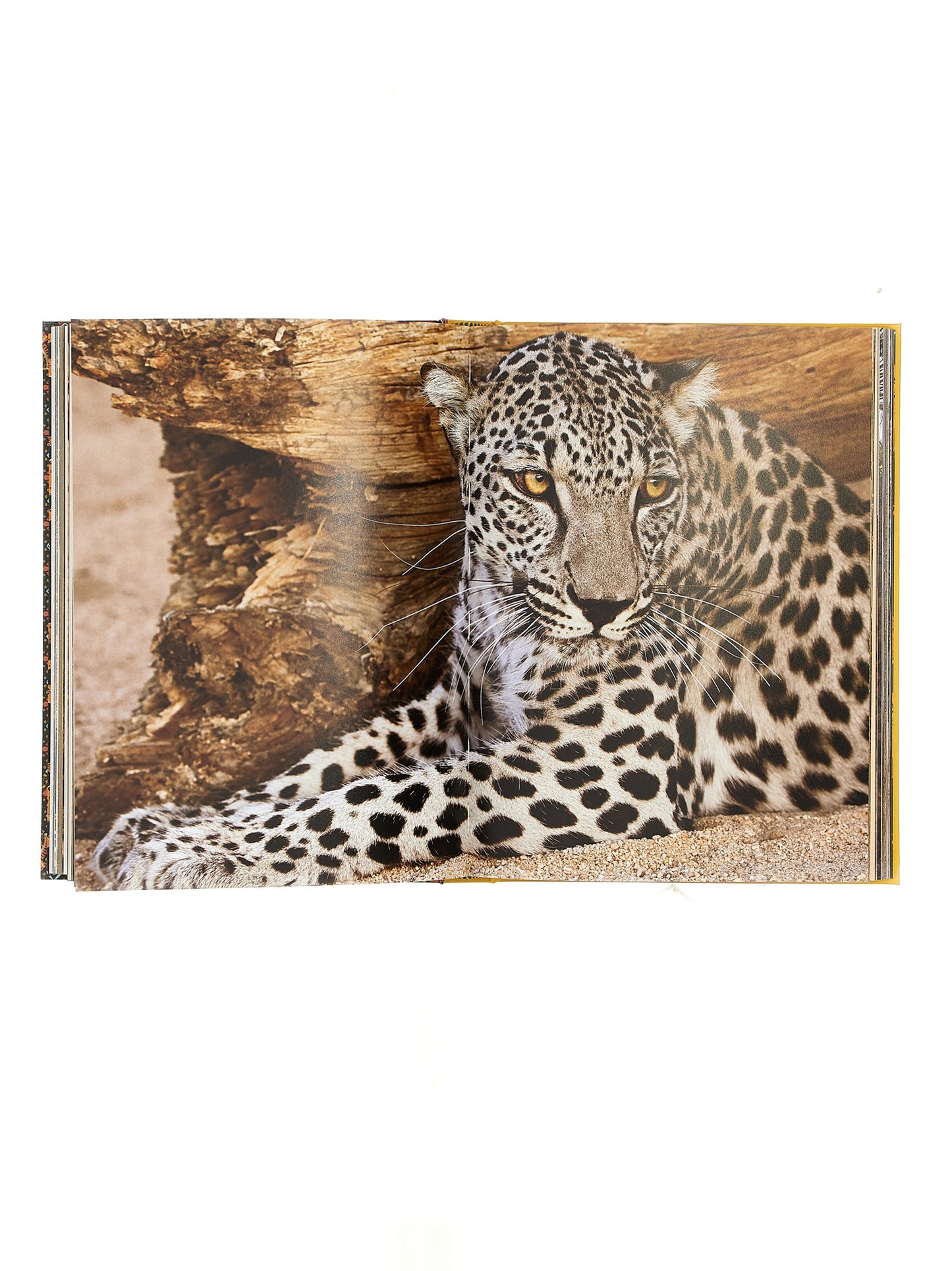 'Arabian Leopard' book Books