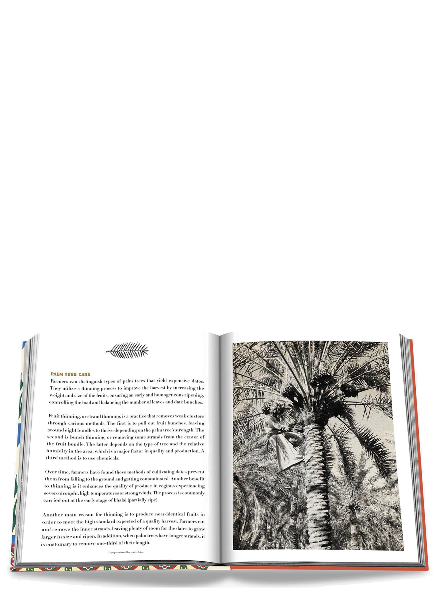 'Saudi Dates:A Portrait Of The Sacred Fruit' book Books