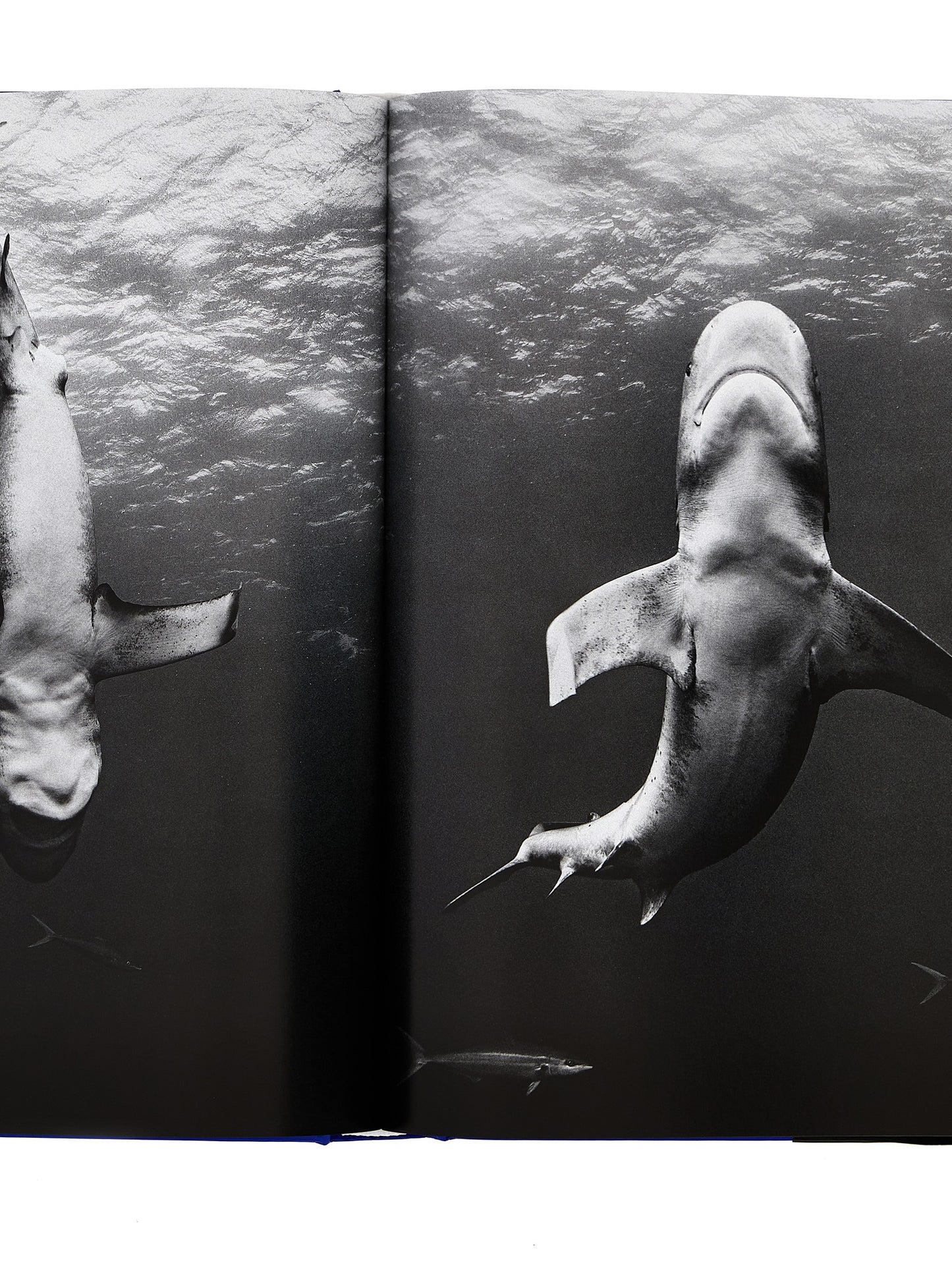 'Michael Muller. Sharks' book Books