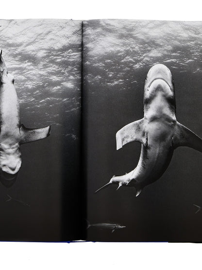 'Michael Muller. Sharks' book Books
